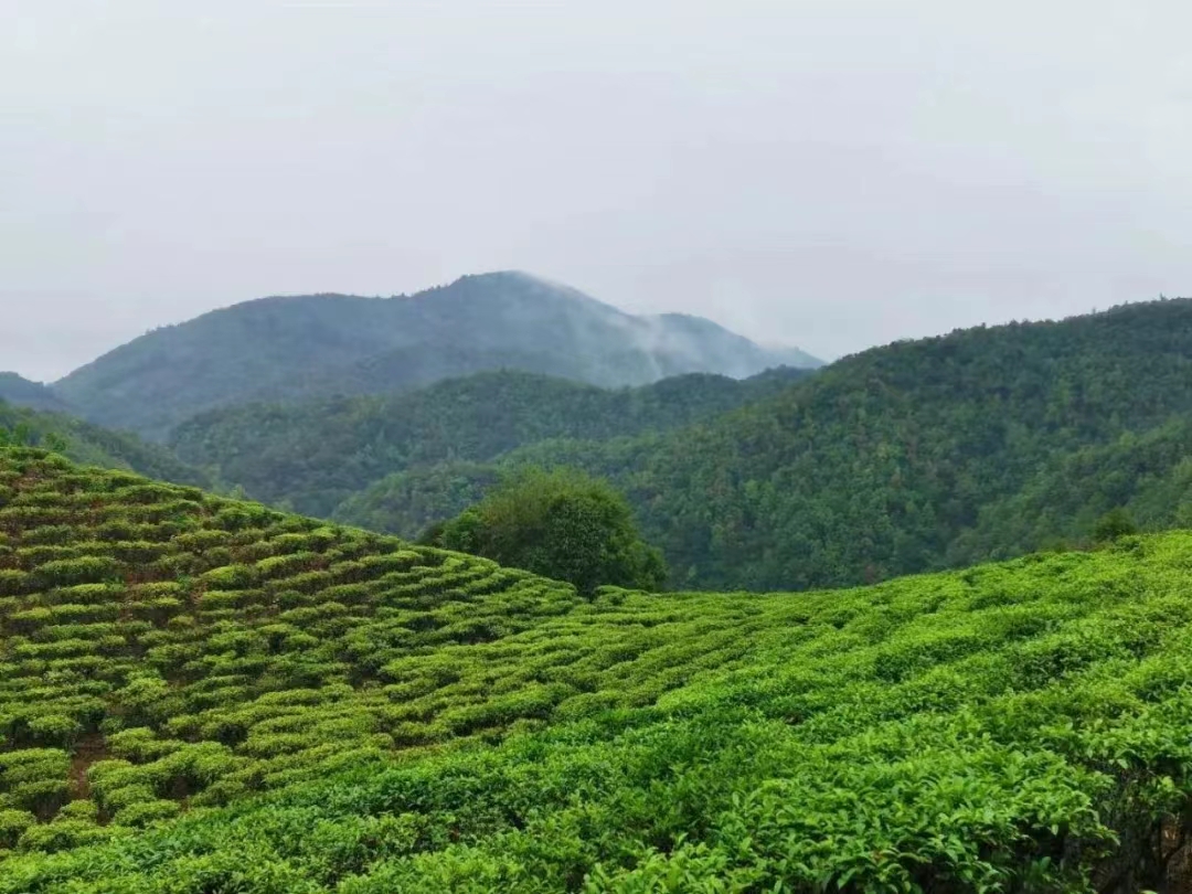 凤庆县13家茶业公司再获殊荣